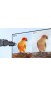 Монітор 27" Xiaomi 2K Monitor A27Qi 2026 (ELA6568EU)
